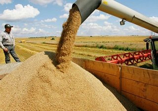 В 2023 году Россия станет третьим экспортером зерна на планете