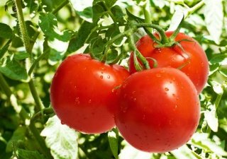 Израильская компания построит тепличный комплекс в Ставропольском крае