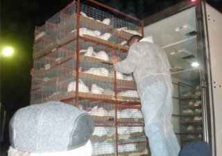 На единственную в России ферму под Костромой по выращиванию элитного поголовья кроликов поступила очередная партия племенных животных