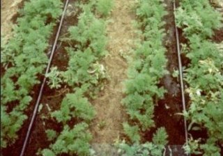 В Узбекистане за капельное орошение дают налоговые льготы