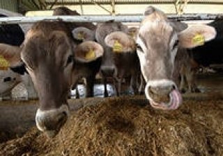 Почти десять процентов молочной продукции, которая продается в Каменске-Уральском, не соответствует утвержденным нормам