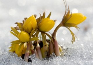 Ранняя весна – ранний дачный сезон
