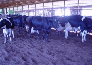 В Курганской области снижается поголовье молочного стада