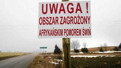 Нелегальная торговля свиньями в Польше привела к семи вспышкам АЧС за неделю