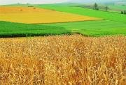 АГРАРИИ МОГУТ БЕСПЛАТНО ОФОРМИТЬ ЗЕМЛЮ