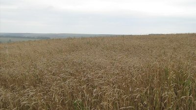 Выявленные нарушения законодательства в области семеноводства устранены