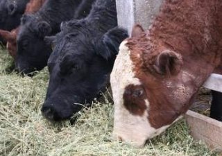 Аграрии Курганской области обречены заниматься животноводством
