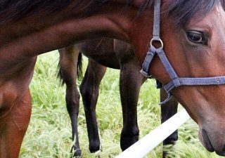 Приморье планирует развивать коневодческую отрасль по опыту Якутии