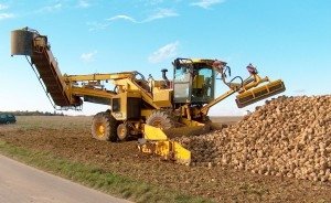 В России выкопано 36,8 млн тонн сахарной свеклы
