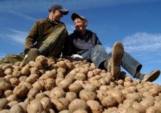 Украина по привычке продолжает поставлять свой картофель в Крым