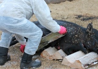 Борьба с АЧС требует введения чрезвычайного положения в Польше