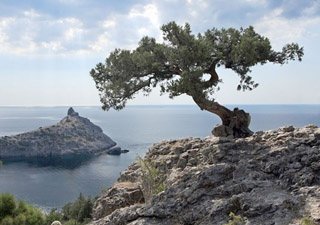 Сельскому хозяйству Крыма пропишут госпрограмму