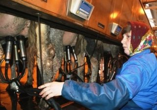 Самарская область лидирует в ПФО по надою молока, который составил 105,5 тыс. тонн