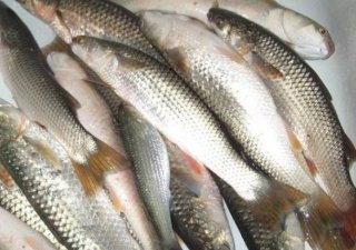 В Россию будут завозить рыбу из Маврикия и мясо из Бразилии