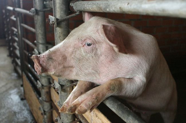 За первую декаду июля на свинофермах Польши подтверждено 17 новых случаев АЧС