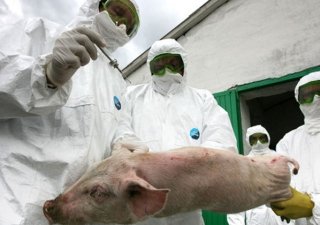 Новые вспышки АЧС выявлены в Тверской и Тульской областях