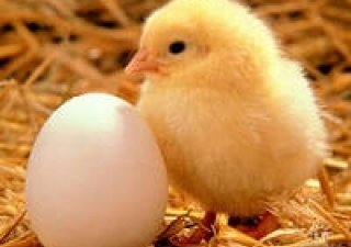 Объемы продаж отечественной птицеводческой продукции упали в среднем на 30 %