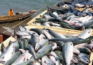 Норвегия: Экспорт лососевых продолжает расти