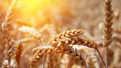 НСА разработал стандартные продукты по агрострахованию с господдержкой