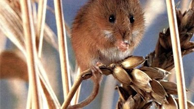 Ставропольские аграрии борются с мышевидными грызунами