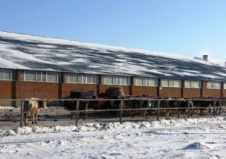 В Приамурье обновят поголовье молочного скота