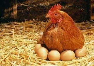 От курицы яйцо, а от яйца курица. "Агроперспектива"