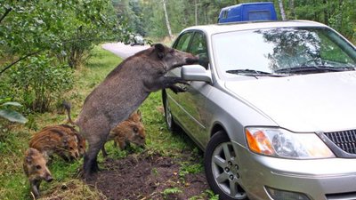 В Польше требования биобезопасности по АЧС соблюдаются не везде