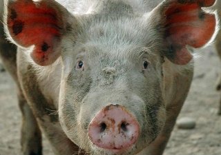 Россия и ЕС продолжат консультации касательно ограничения поставок европейской свинины