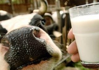 В 2014 году в Ингушетии появится новый молочный комплекс