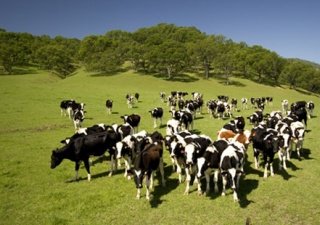 В Казахстане поголовье КРС в июне упало на 0,7% до 7,21 млн. голов