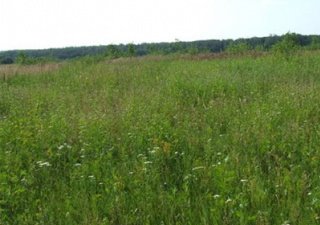 В Республике Татарстан 64 тыс. га сельхозземель не используются по назначению