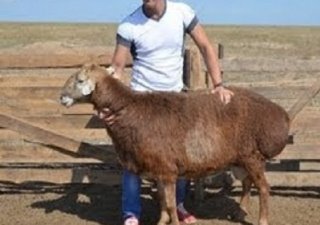 «Велес» помог овцеводу из Богатовского района