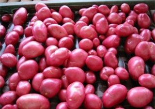 В Ленинградской области сгорел склад элитного семенного картофеля