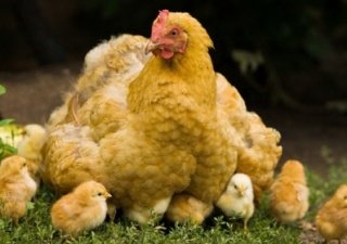 Большинство продукции из курятины в американских супермаркетах оказалось заражено опасными патогенными бактериями