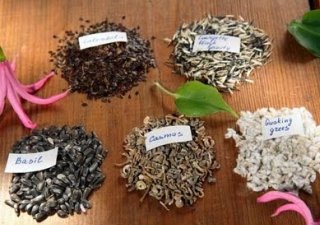 Сотрудники фитосанитарной службы Курганской области обнаружили опасных карантинных вредителей