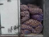 О запрещении ввоза из Республики Беларусь продовольственного картофеля неустановленного фитосанитарного состояния