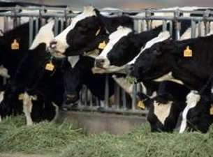 Фермеры получат дополнительные 15 миллионов рублей на корма