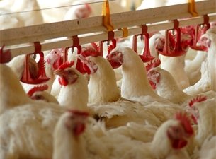 Кабардино-балкарцы увеличивают потребление мяса птицы