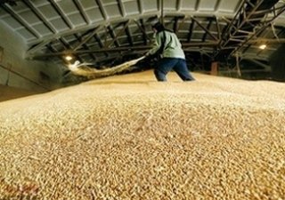 Красноярские аграрии начнут продавать зерно и рапс в Китай