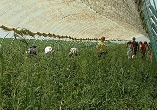 Аграрии Кубани и Казахстана будут сотрудничать