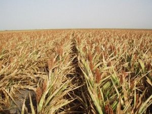 Аграрии ждут дождя