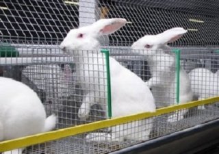 Пензенская область обратила внимание на кролиководство