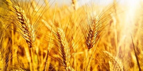 Нововведения  в организации и ведении зернового учета на предприятиях зернового сектора