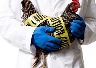 В Японии из-за птичьего гриппа уничтожат 110 тыс кур на местной птицефабрике