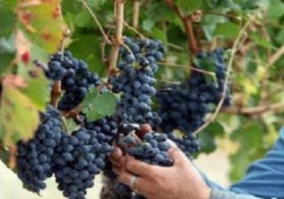 Виноделы Крыма основали некоммерческое партнерство