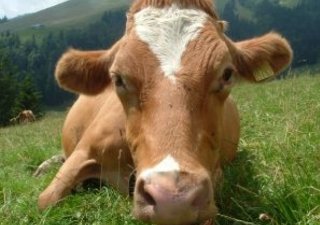 Россельхознадзор не допустит уничтожения КРС из-за вспышек ящура