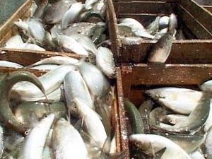 РЫБОПРОМЫСЛОВЫЕ ХОЗЯЙСТВА КУБАНИ ИЩУТ ПОДДЕРЖКИ ГОСУДАРСТВА