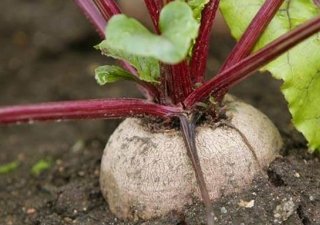Сахарной свеклы больше всего на Ставрополье