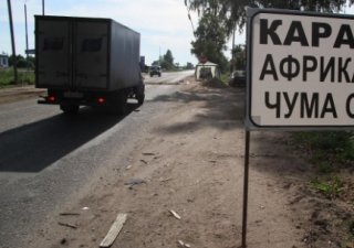 Африканская чума свиней захватывает все новые территории России