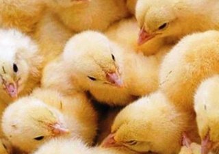 Благотворительная акция Минсельхозпрода Хакасии сопровождается недовольством людей